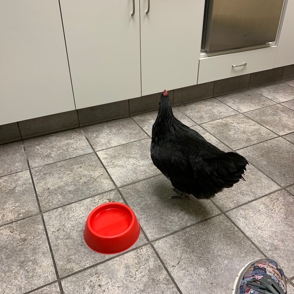 Meet your Posher, Cherell - Picture 1 of 1